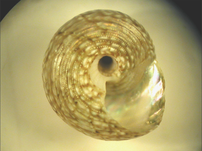 Gibbula leucophaea